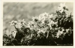 edelweiss