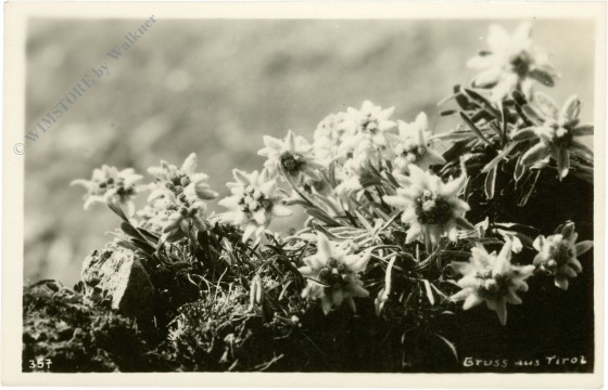 edelweiss