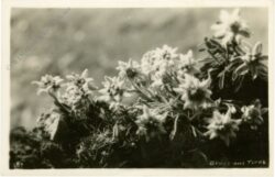 edelweiss