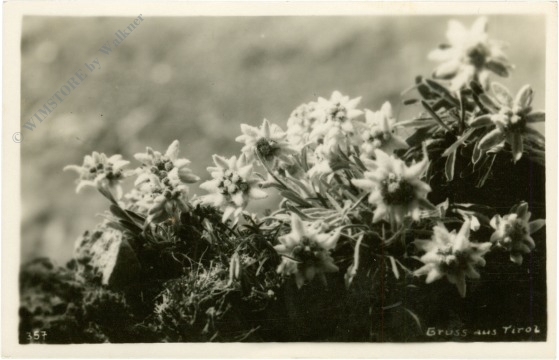 edelweiss