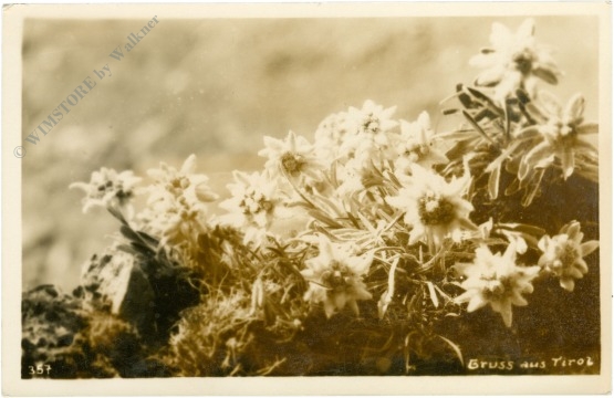 edelweiss