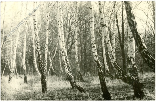 birkenwald birkenwald