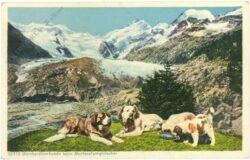 morteratschgletscher, bernhardinerhunde beim gletscher
