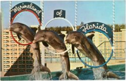 florida, marineland, delphine