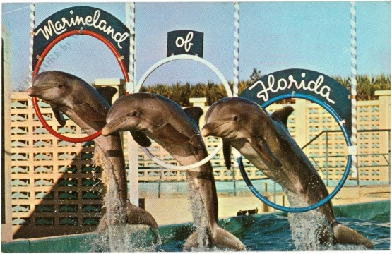 florida, marineland, delphine florida, marineland, delphine