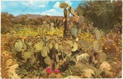 prickly pear cactus, desert garden