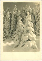 verschneiter wald