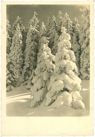 verschneiter wald verschneiter wald
