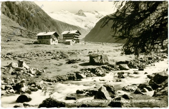 habach, alpenrose im habachtal g.d. habachkees und schwarzkopf habach, alpenrose im habachtal g.d. habachkees und schwarzkopf