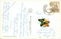 habach, alpenrose im habachtal g.d. habachkees und schwarzkopf