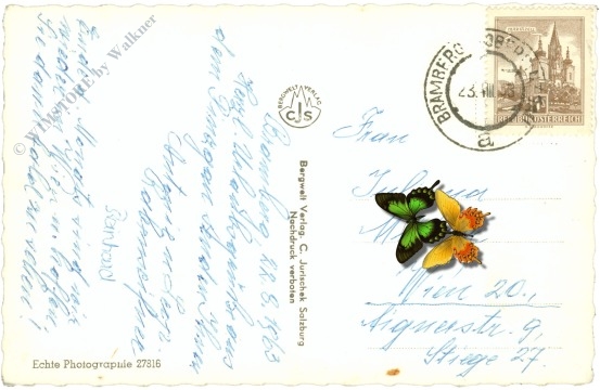 habach, alpenrose im habachtal g.d. habachkees und schwarzkopf