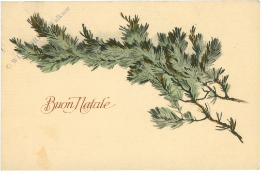 weihnachten, tannenzweig