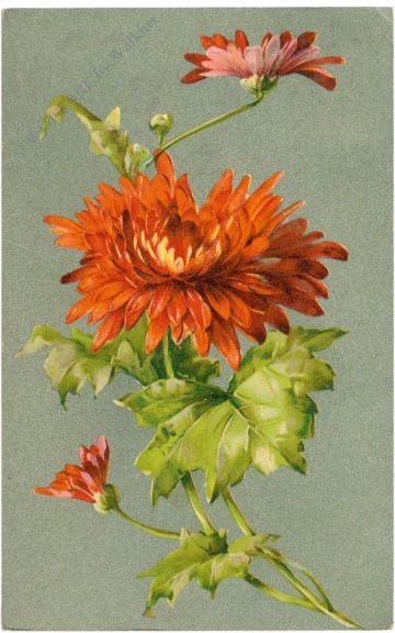 dahlien
