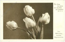 geburtstag: tulpen