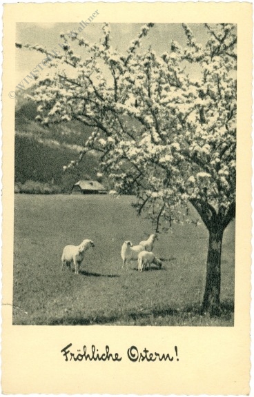 ostern, schafe auf einer wiese