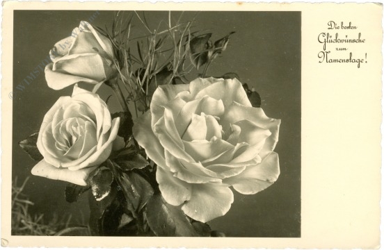 namenstag, rosen