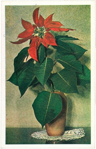 weihnachtsstern