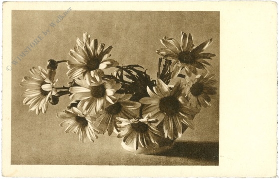 blumen in vase blumen in vase