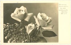 rosen, vers