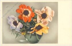 anemonen anemonen