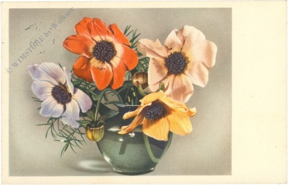anemonen anemonen