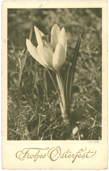 ostern, krokus ostern, krokus