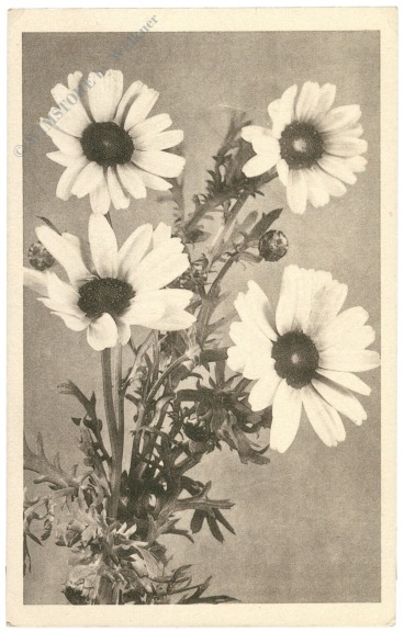 margerithen