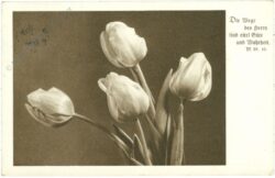 tulpen