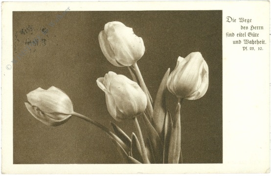 tulpen