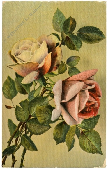 rosen