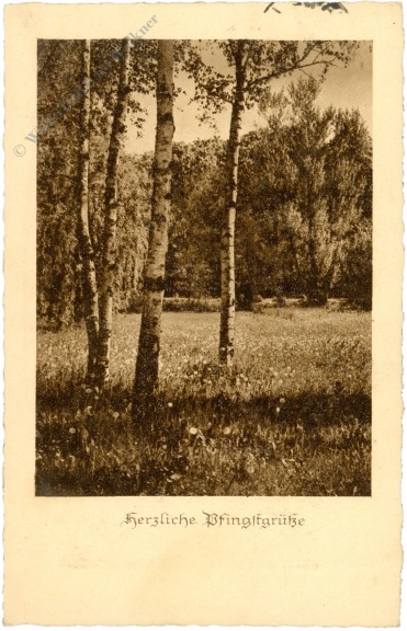 pfingsten, lichter wald pfingsten, lichter wald