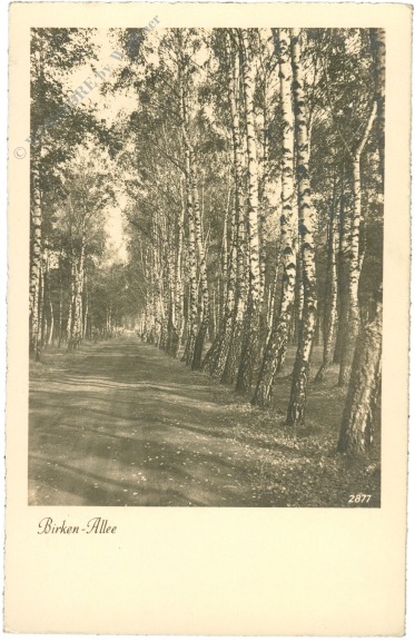 birken allee birken allee
