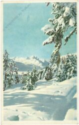 verschneite bäume verschneite bäume