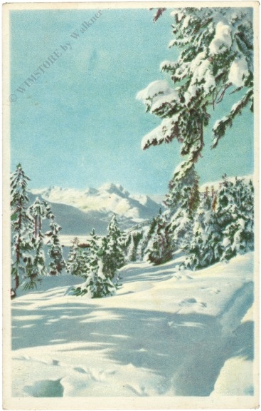 verschneite bäume verschneite bäume