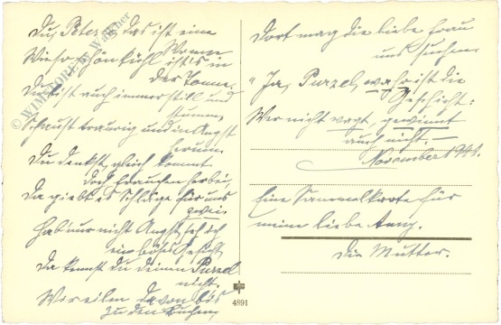 rauhaardackel, vers