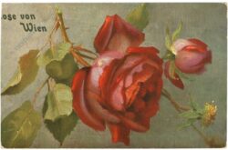 rose von wien