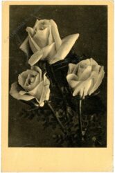 rosen