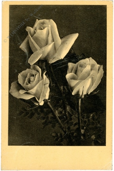 rosen