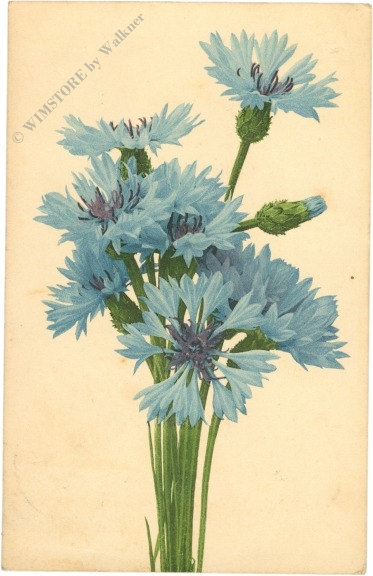 kornblumen