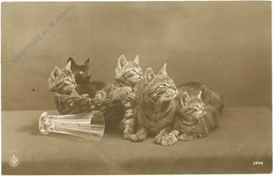 katzen katzen