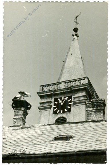 störche