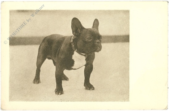 französische bulldogge