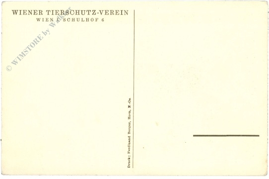 französische bulldogge