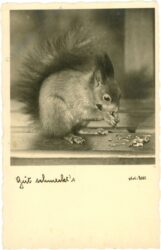 eichhörnchen, gut schmeckt's