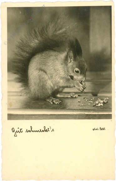 eichhörnchen, gut schmeckt's