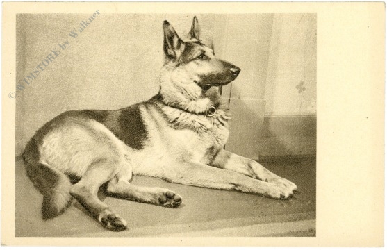 schäferhund