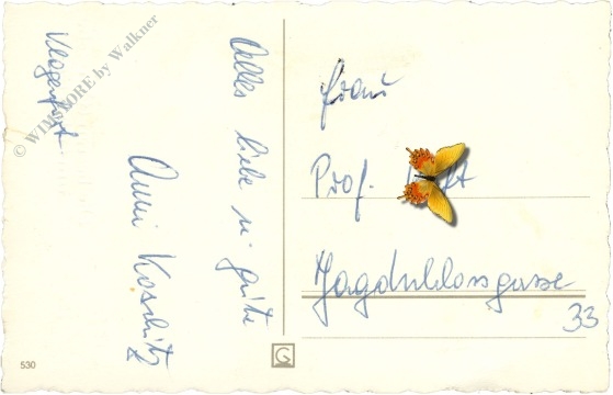 geburtstag, cyclamen