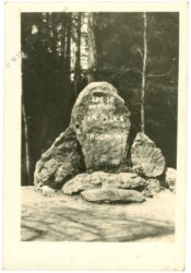 trhové sviny, ansicht