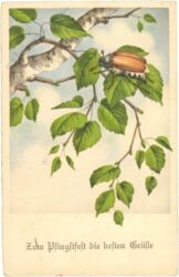 pfingsten, käfer in einer birke