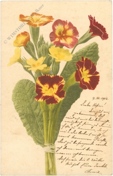 schlüsselblume